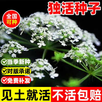 独活种子野生特级正品岷县独活种