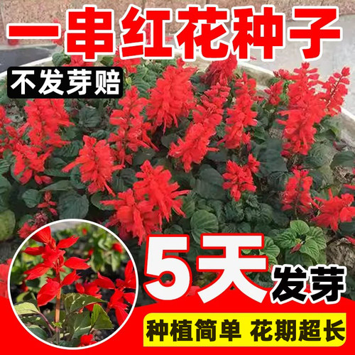 一串红花种子矮杆籽四季易