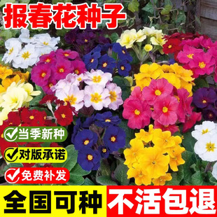 报春花种子年宵花植物苗花籽年景花七重楼樱草花阳台庭院盆栽花种