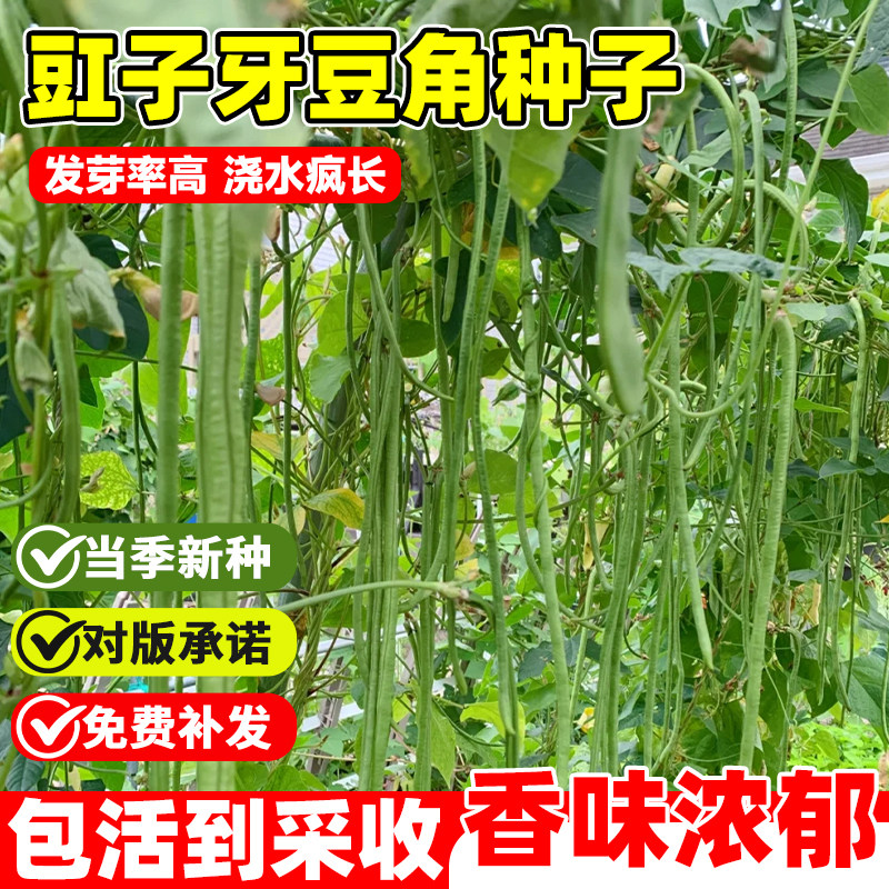 豇子牙豆角种子大全长豇豆种四季豆种孑四季早熟高产易活蔬菜种籽