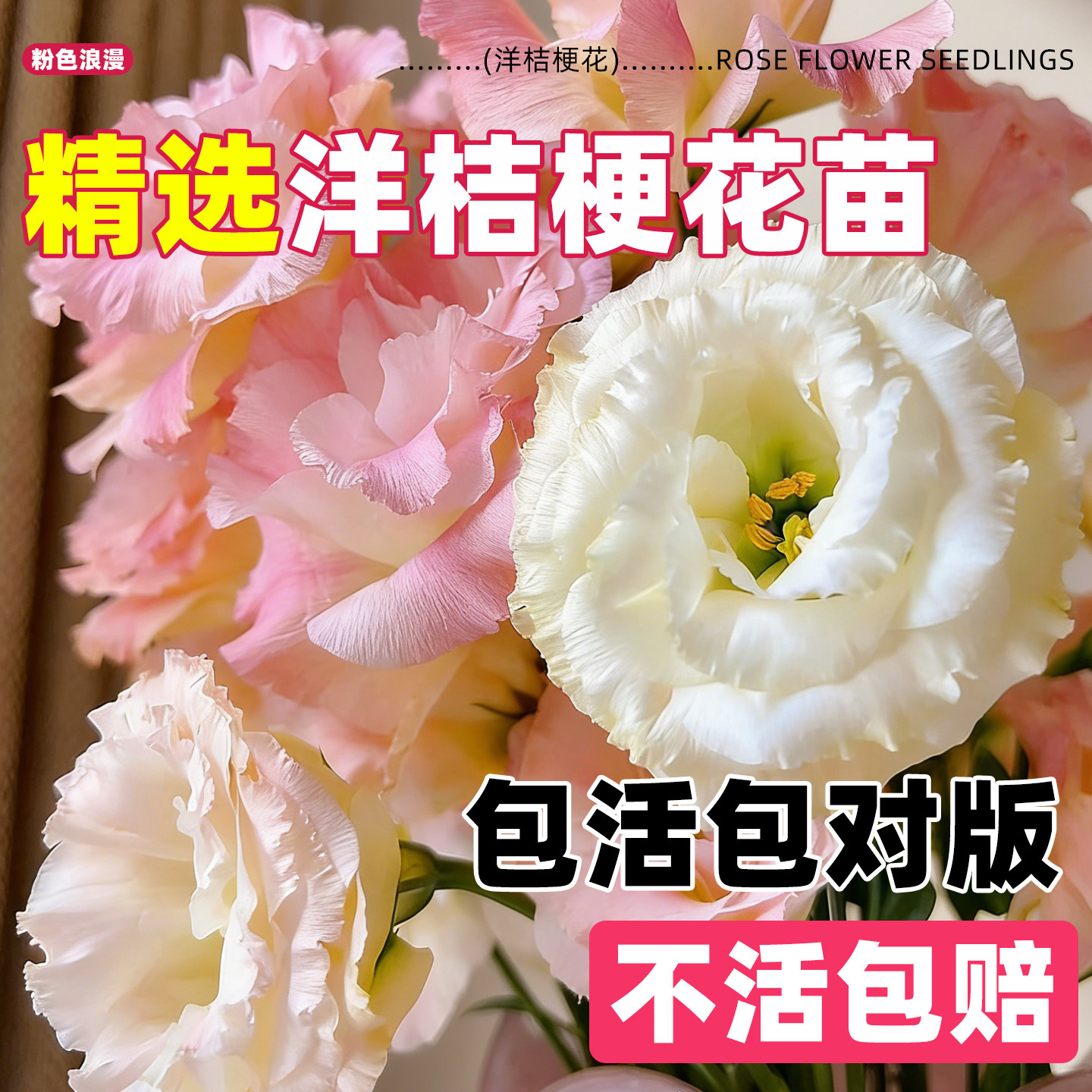 洋桔梗花苗重瓣大花盆栽阳台四季图片