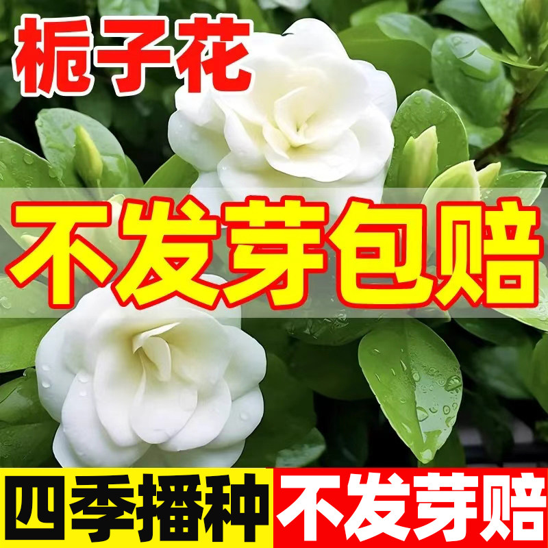 栀子花种四季播种开花植物易活盆栽室内室外花籽花种子籽花卉种孑