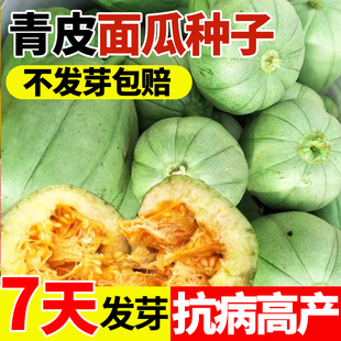 面瓜种子农家老品种青皮面瓜种籽香甜软糯花皮黄皮生吃甜瓜香瓜苗