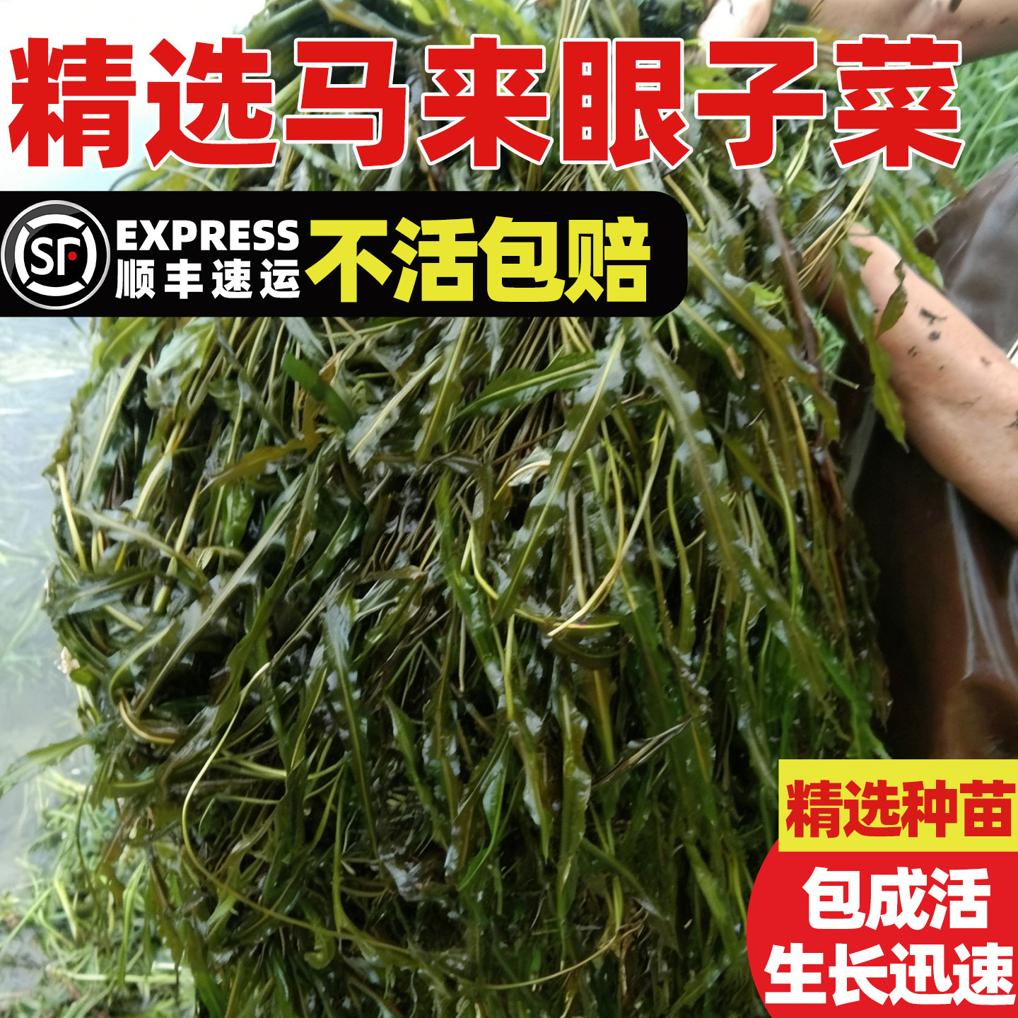 马来眼子菜苗蓖齿眼子菜竹叶河道沉水植物净化水质水草水下森林