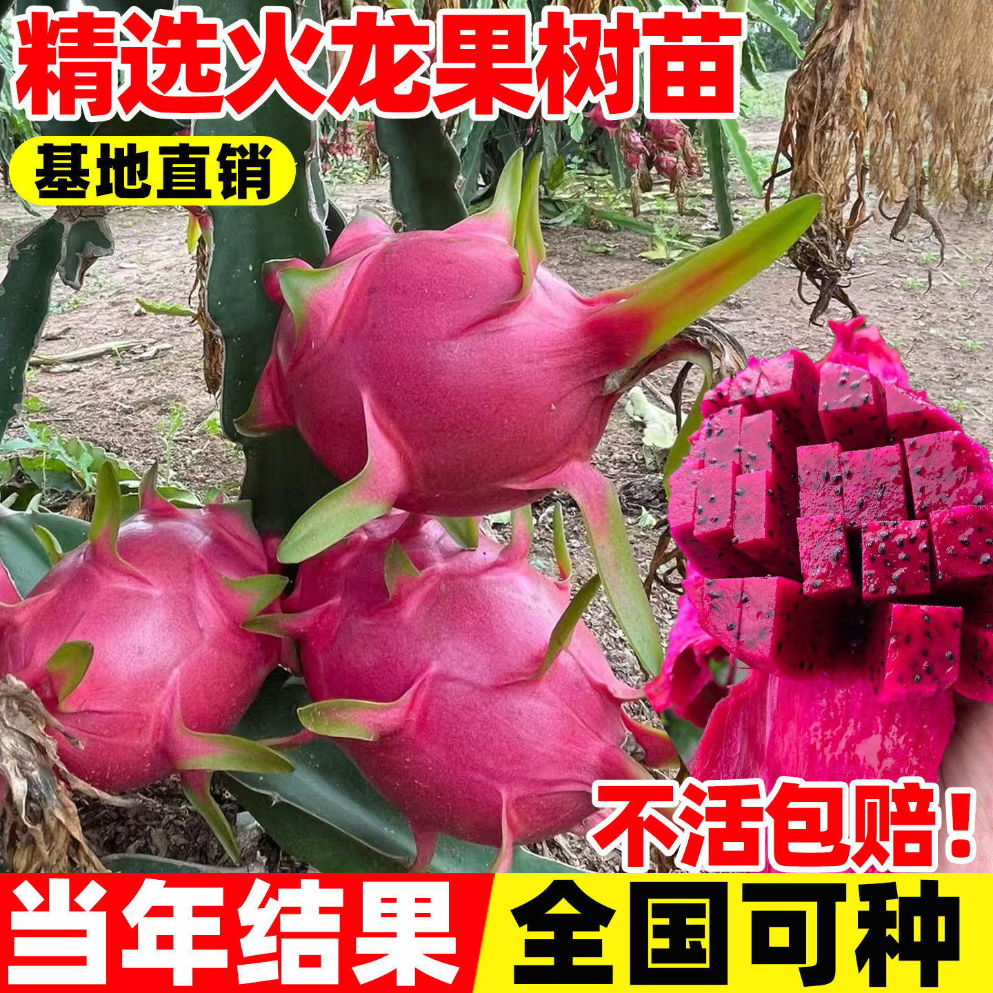 红心火龙果树苗果苗盆栽南北方四季种植水果树苗阳台庭院当年结果