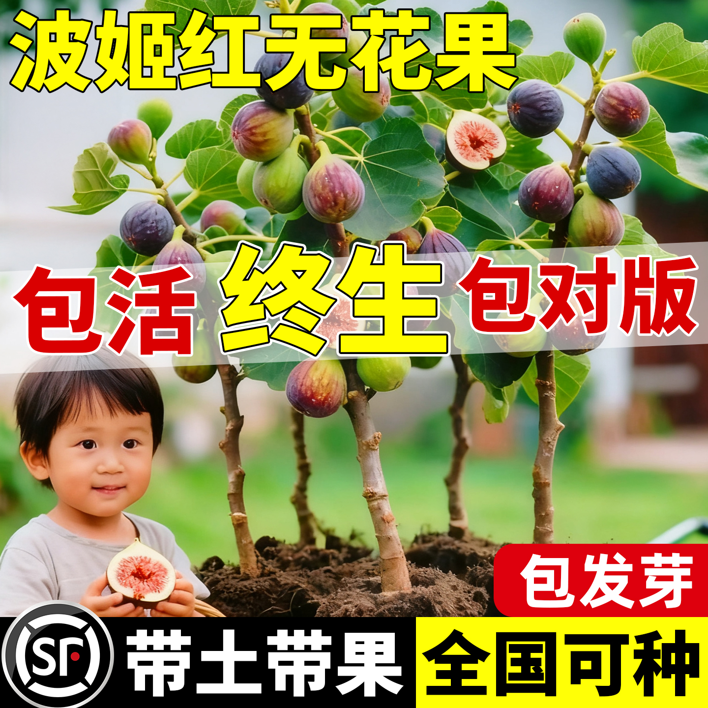 无花果树苗格莱斯波姬红果苗特大