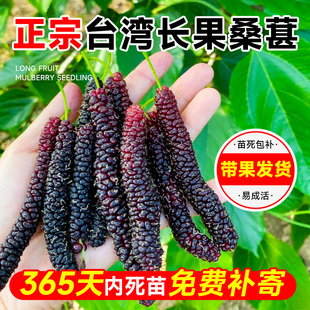 长果桑葚树苗台湾桑椹桑甚带果桑树活苗室内嫁接盆栽果树果苗阳台