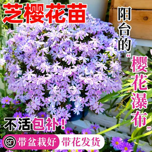 芝樱花苗好养丛生福禄考盆栽庭院室外花卉绿化四季爆花四季常绿苗