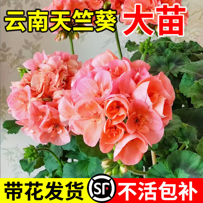 重瓣天竺葵盆栽大花室内阳台庭院好养的带花苞发货洋绣球花苗花卉