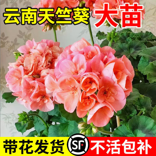 重瓣天竺葵盆栽大花室内阳台庭院