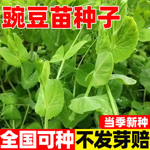 正宗四川无须豌豆苗耐寒四季种植