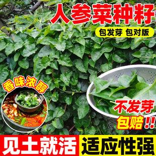 人参菜种籽高丽参土人参种子四季播种易成活特色养心菜种孑盆栽菜