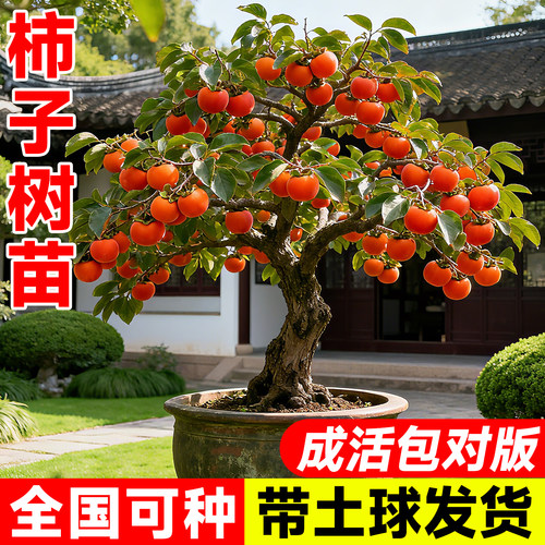 柿子苗树苗脆甜无核特大嫁接果苗