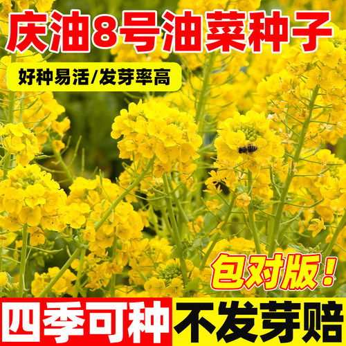 抗倒耐寒抗病清亮香味浓农家优选