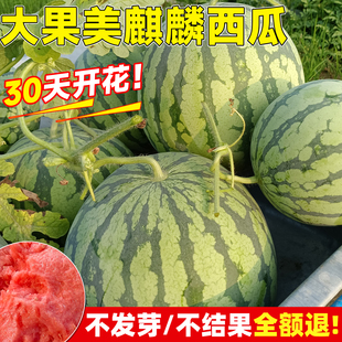 大果美麒麟西瓜种子8424甜王懒汉西瓜种籽阳台黄皮美都无籽西瓜