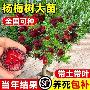 仙居东魁杨梅树树苗早熟特大东槐当年结果南方嫁接水晶水果树果苗