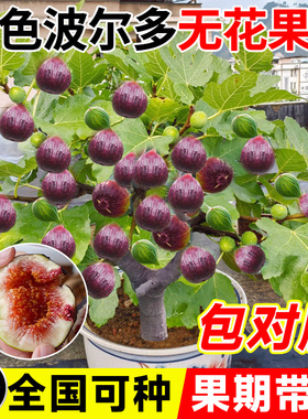 紫色波尔多无花果苗波姬红无花果苗阳台盆栽四季南北方种植带果