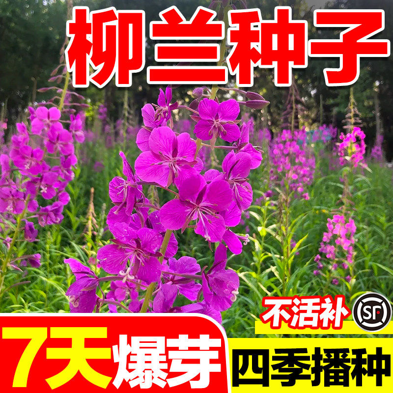 柳兰种子四季大兴安岭多年宿根耐寒花卉庭院花境布置植物美观种子