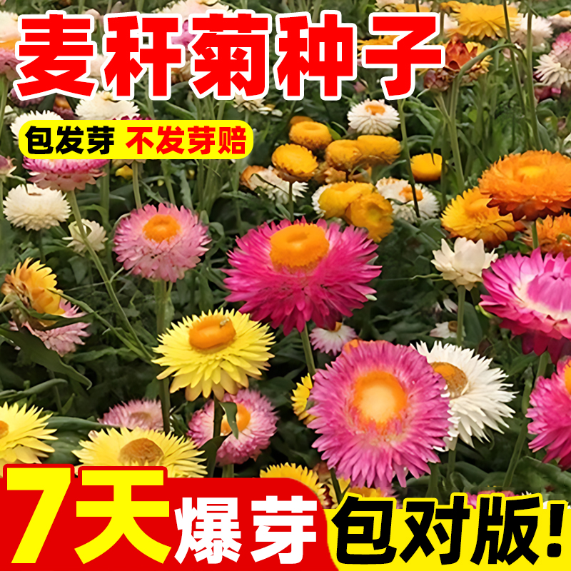 麦秆菊种子混色腊菊干花菊花籽景观绿化盆栽花卉阳台园艺切花观花