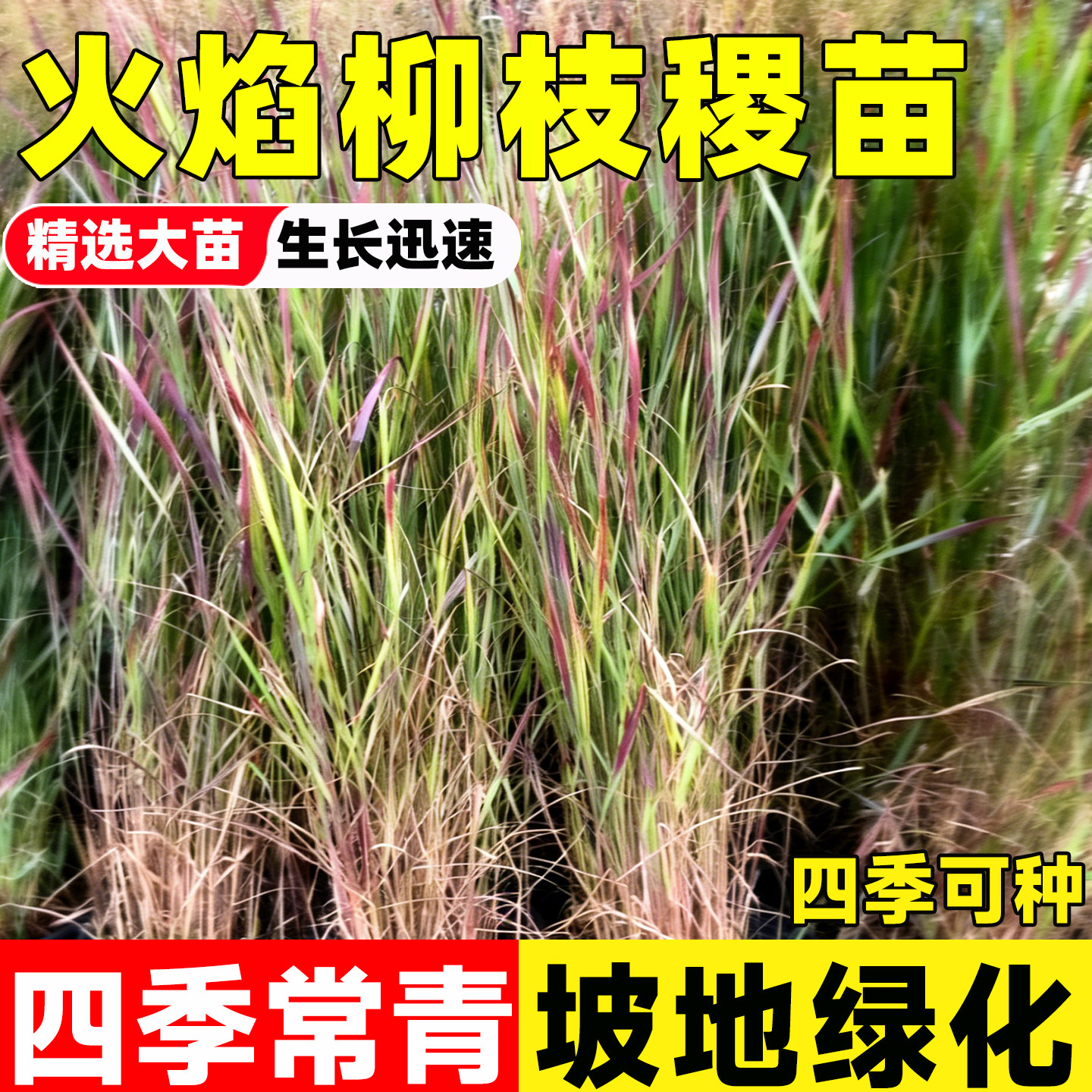 火焰柳枝稷大苗能源草绿植盆栽观