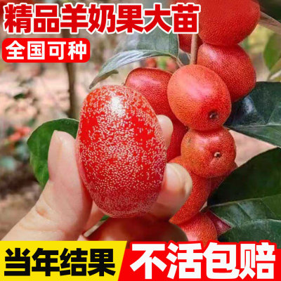 特大羊奶果嫁接苗德甜二号甜果盆