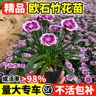 欧石竹花苗初吻石竹四季播种室外耐寒植物花期长草坪绿化花卉绿植