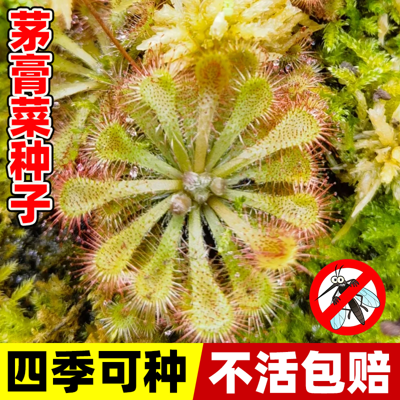 茅膏菜种子叉叶好望角食虫植物捕蝇草瓶子草微景观驱蚊草多肉绿植