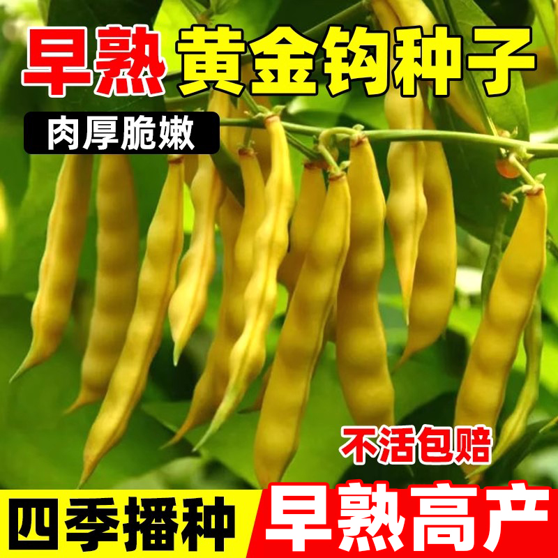 早熟黄金钩种子四季高产易种蔬菜