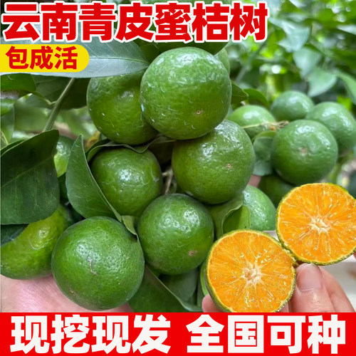 早熟青皮蜜桔耐寒橘子树果树果