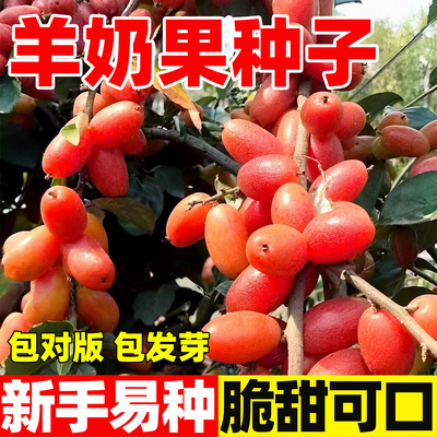 羊奶果种子盆栽地栽当年结果羊奶