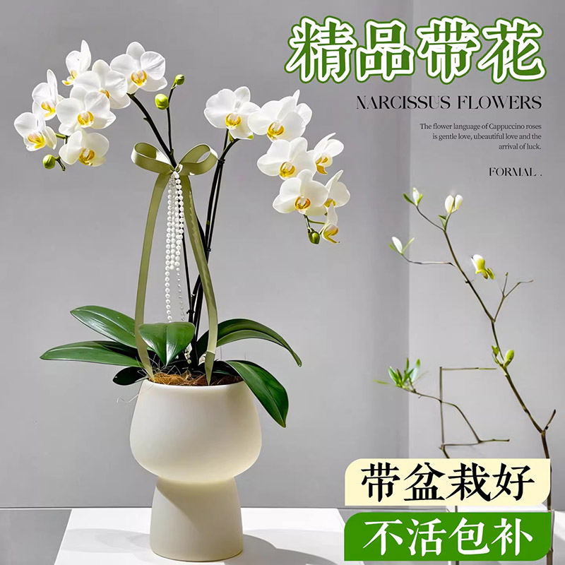 蝴蝶兰带花盆栽兰花大苗双剑带花