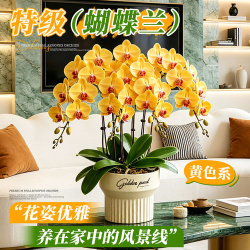 蝴蝶兰带花盆栽特大号高级带花苞