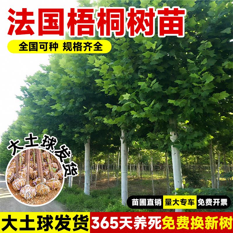 法国梧桐树树苗大树庭院风景树行