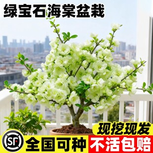绿宝石海棠花苗盆栽老桩树苗四季重瓣大花北方种植好养花卉绿植物
