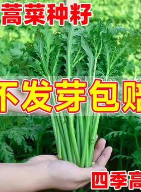 小叶茼蒿种子大叶茼蒿种籽四季皇帝菜种孑苗各种春播蔬菜籽种大全