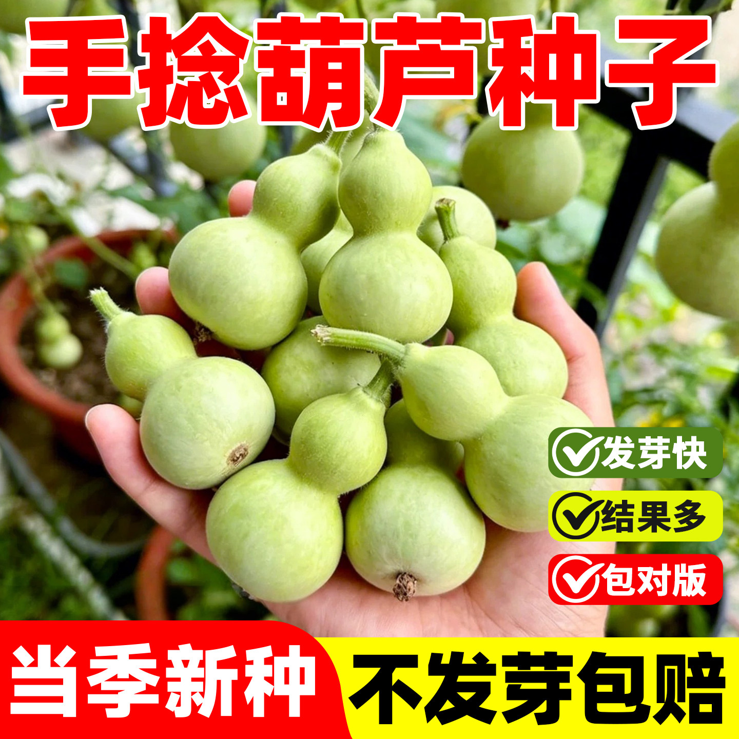 手捻葫芦种子四季观赏文玩葫芦籽种阳台庭院爬藤特大型葫芦盆栽苗