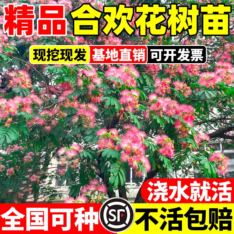 合欢花树苗南北方种植绒花树行道风景大树庭院耐寒旱工程绿化乔木