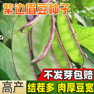 紫边扁豆种子早熟高产红边梅豆种孑猪耳朵扁豆四季播耐寒蔬菜种籽