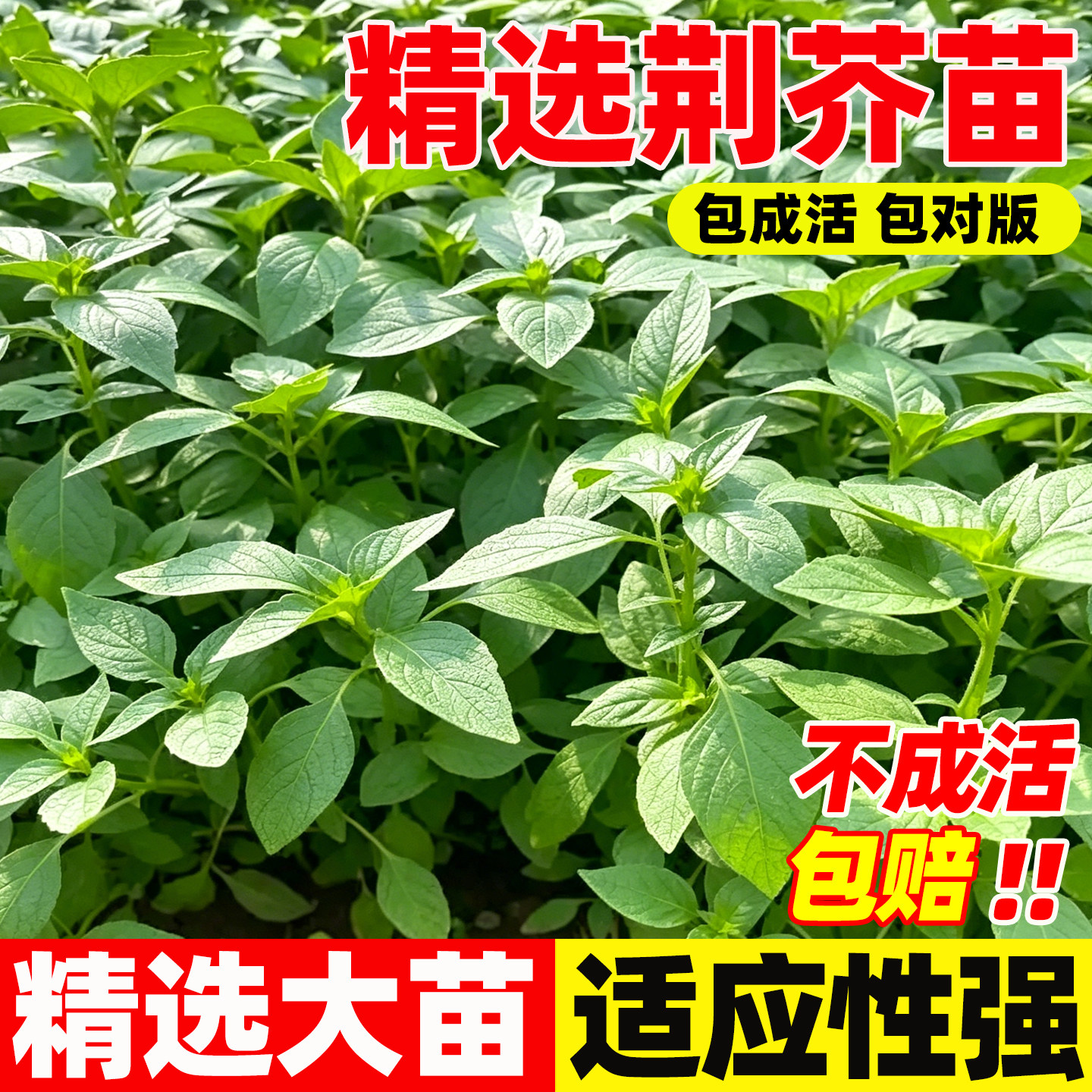 荆芥苗新鲜带根带土秧苗四季种植现挖现发新鲜蔬菜河南大叶荆芥苗