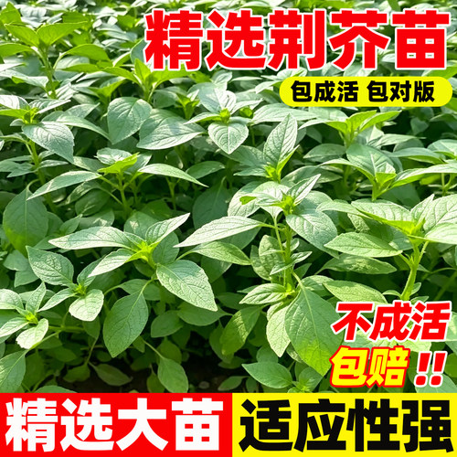 荆芥苗新鲜带根带土秧苗50颗现挖