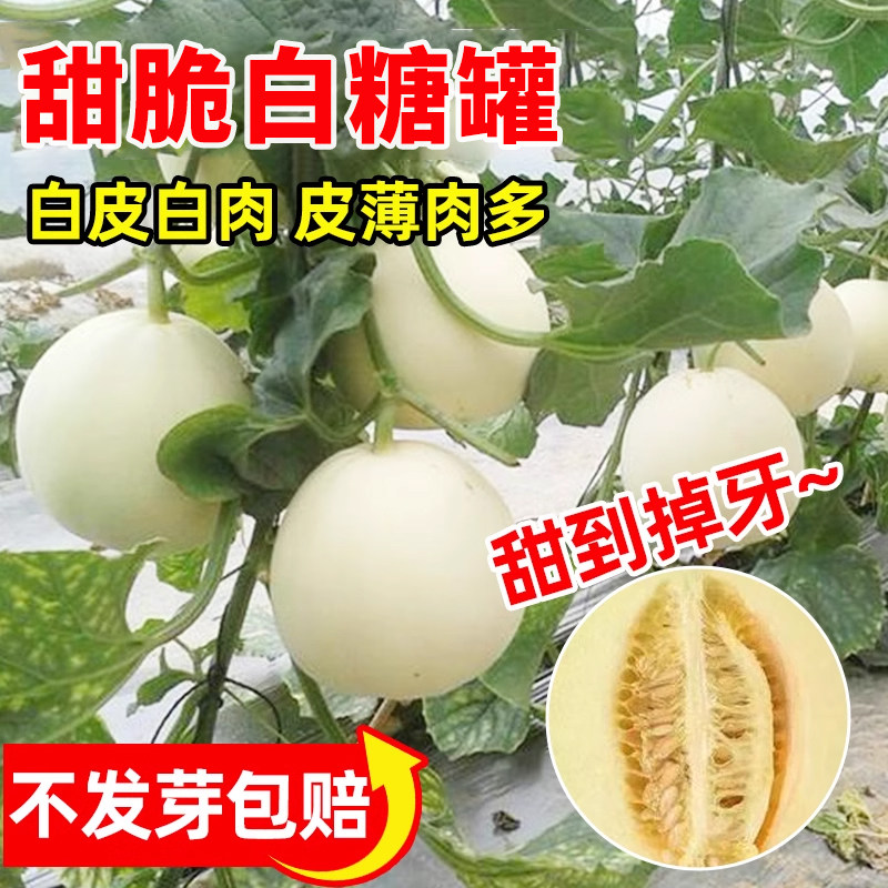 超甜白糖罐甜瓜种子四季种植早熟图片