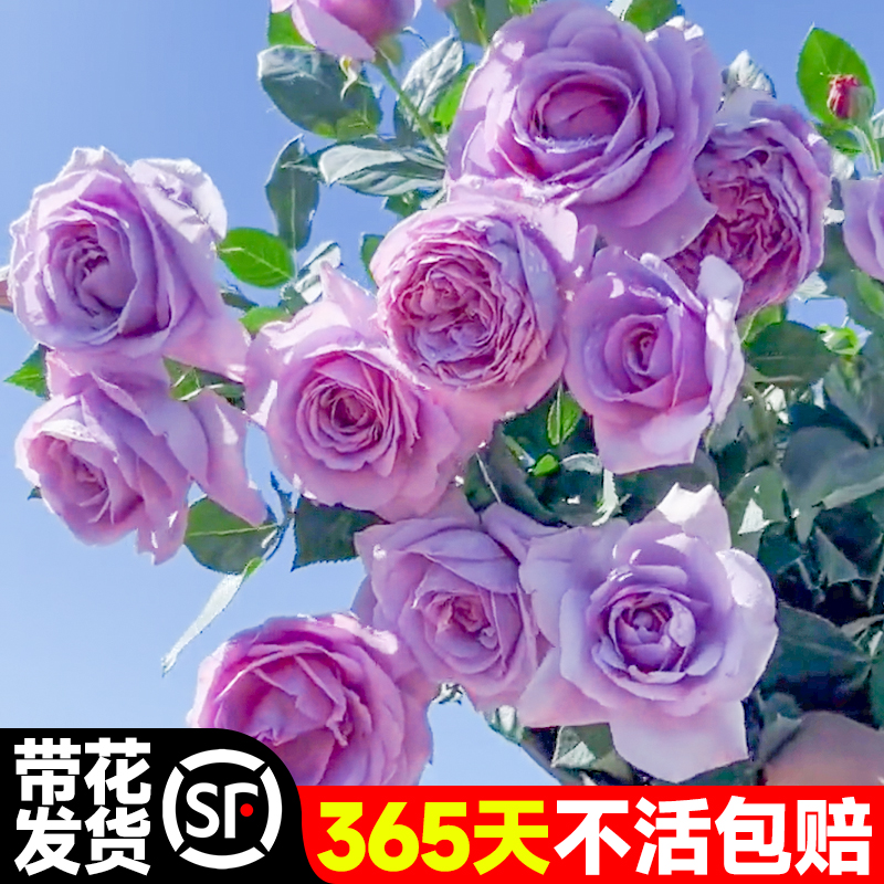 蓝色风暴月季带花大苗紫色适合阳
