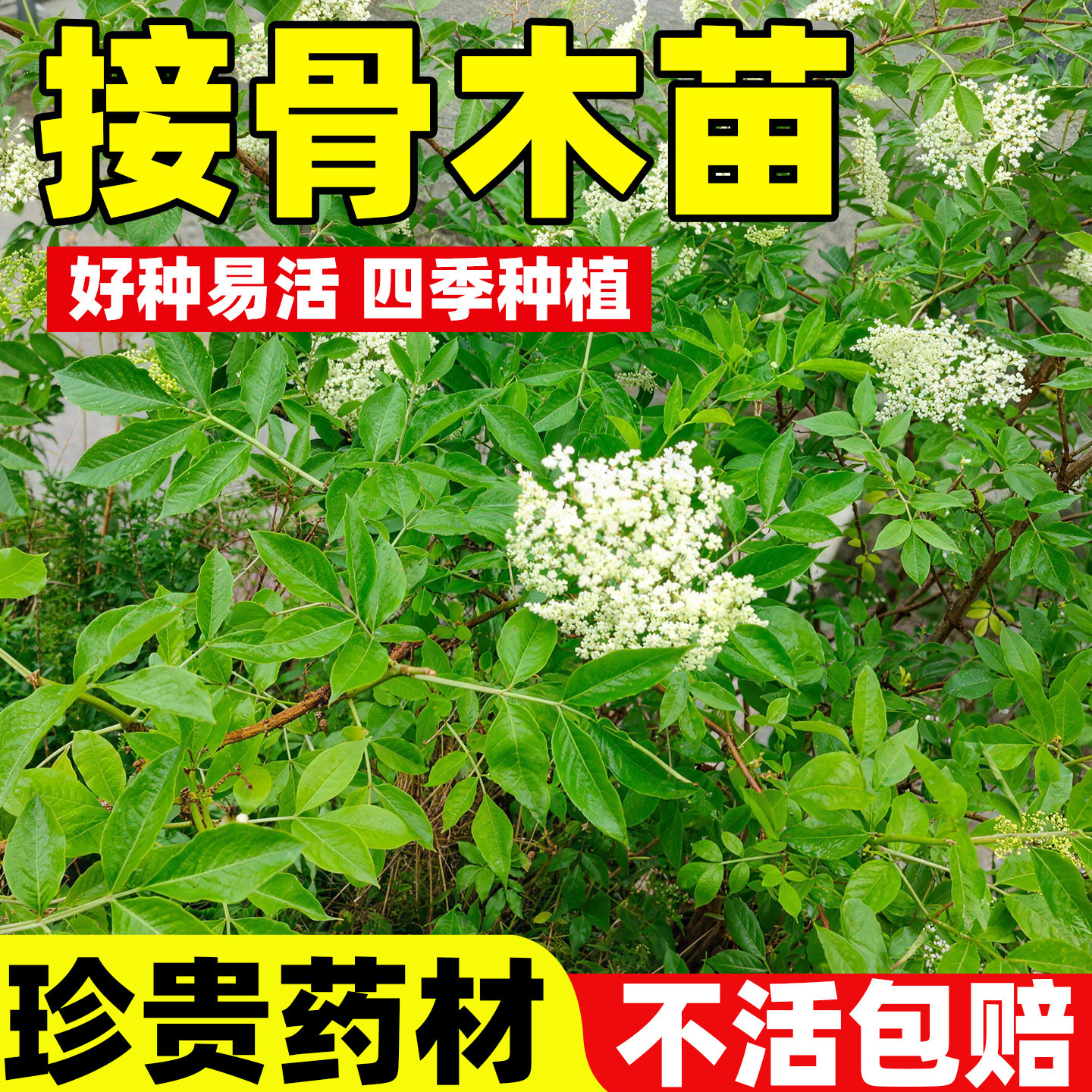 正品中药材接骨木苗鲜活筋条顺筋崴手脚关节扭伤骨折专用舒筋树苗