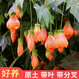 金铃花盆栽纹瓣悬铃花木本灯笼花四季花卉室内外盆栽植物耐阴常青