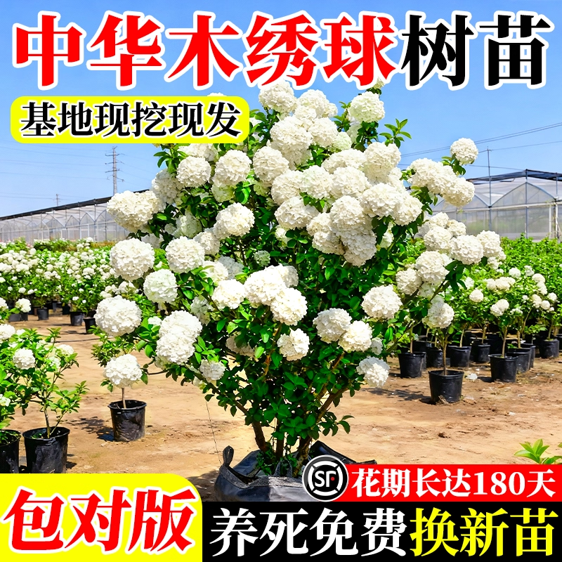 中华木绣球树苗大花斗球耐寒独杆