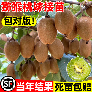 猕猴桃嫁接苗水果树猕猴桃树果苗南方北方种植软枣子树苗弥猴桃苗