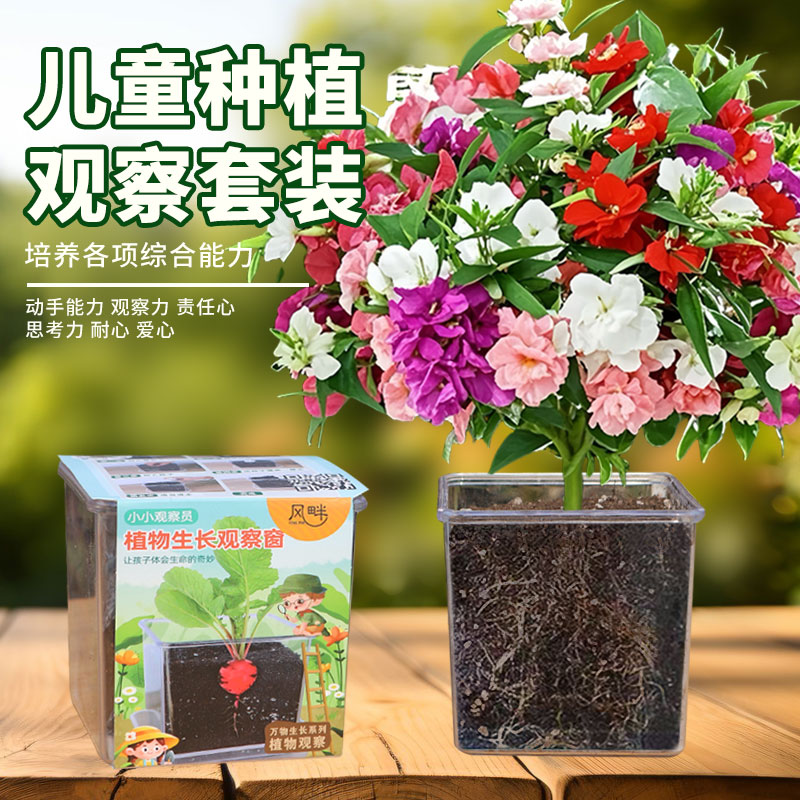小学生实验凤仙花种子儿童种植盆栽套装四季开花草莓太阳花种籽孑
