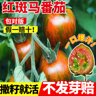 红斑马番茄种子苹果西红柿种籽红五彩柿子圣女果庭院阳台蔬菜种孑