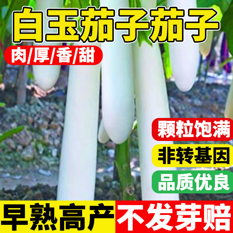 白玉茄子种籽早熟高产白长茄子种籽皮薄肉厚白色茄子农家特色蔬菜