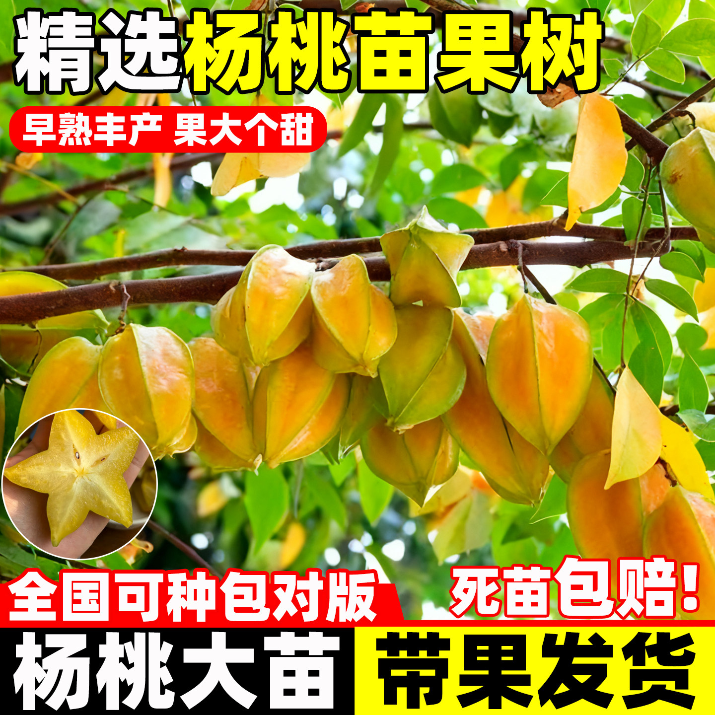 杨桃树苗纯甜嫁接特大果树苗台湾图片